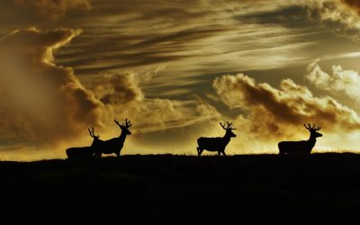 Stags on Skigersta Moor. Image credit: Ali Finlayson